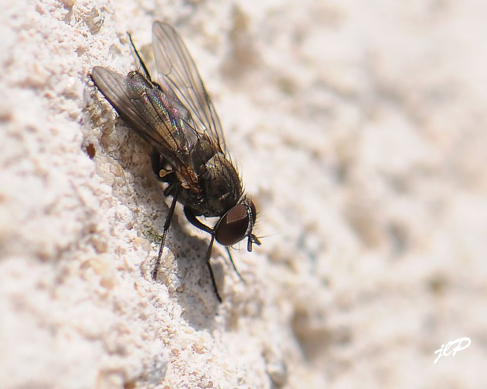 mes photos d'insectes de toutes espèces