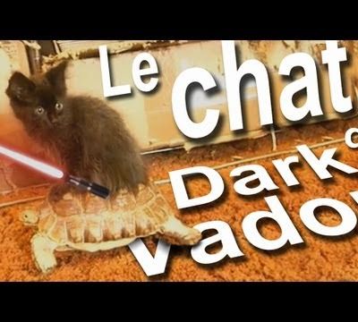 Gags de chats: le chat de Dark Vador