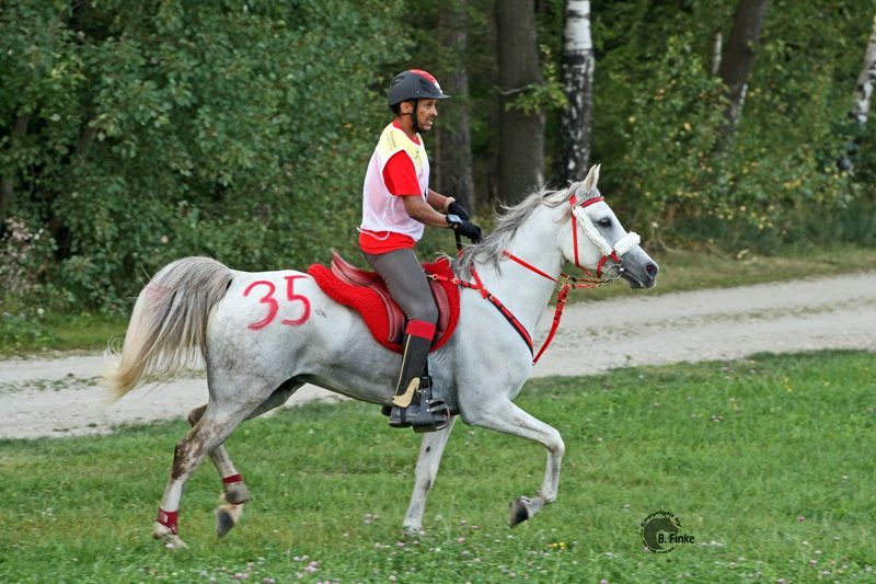 Album - poulains d'Europe's Padron - Europe's Padron foals 