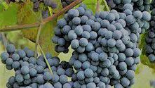 #Rose Nebbiolo Producers Michigan Vineyards