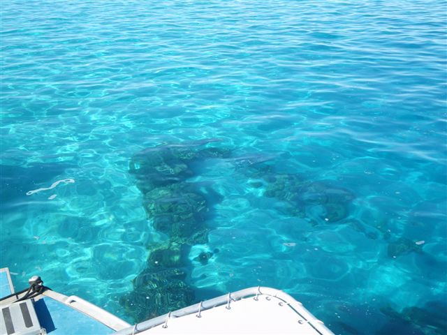 Un dimanche ensoleillé passé en compagnie de Fabien, Sophie, Linda, Stéphane et Salma ... à la rencontre des baleines.