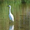 Aigretta garzetta (Aigrette garzette)