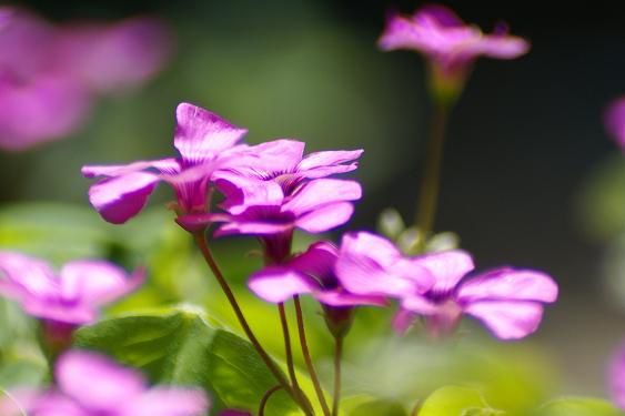 Oxalis violet - Photo M@rie