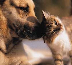 Relation chien-chat .