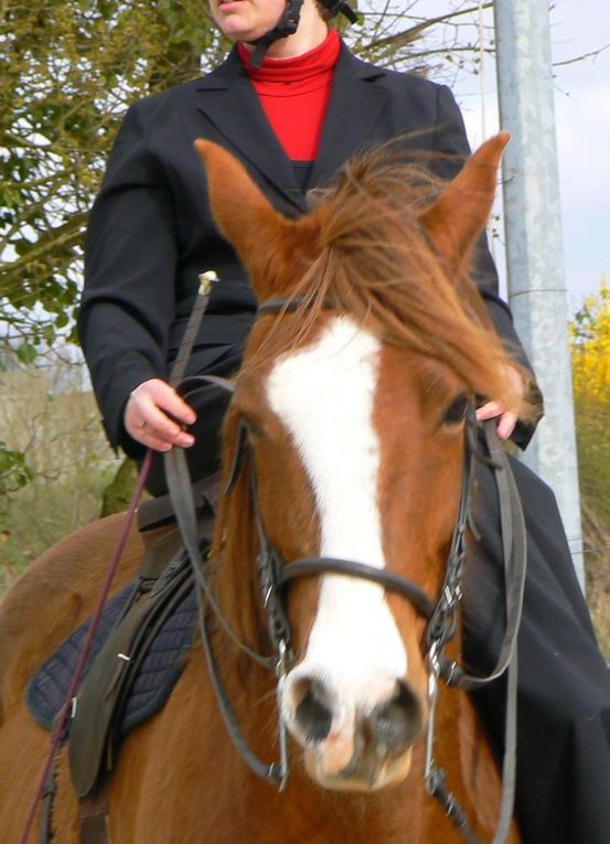 week-end équitation en amazone en touraine 28-29 mars 2009, des amazones  confirmées, une amazone débutante, des amazhoms, des selles d'amazone à foison
la monte en amazone sous toutes ses facettes, cheval, dressage, saut d'obstacle, sidesaddle