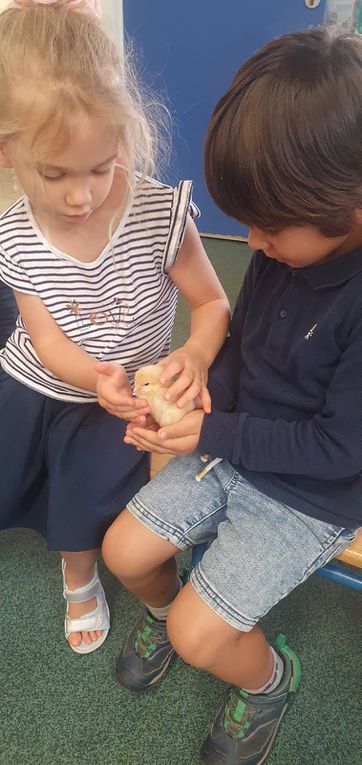 Des poussins à l'école !