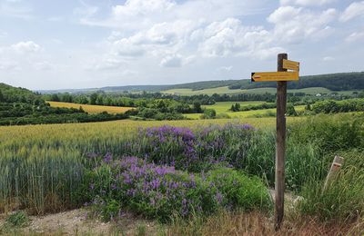 18 juin 2021 - La Via Francigena de Baroville à Orges