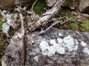 Branches de cerisier, de noisetier, bois mort et murs du jardin