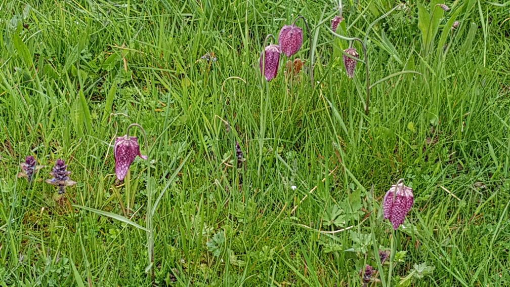 Les fritillaires pintades aux Prairies de Beauvoir et la petite église de Condé