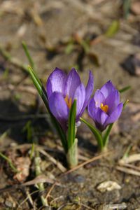 CROCUS