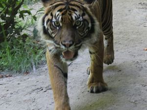 Zoo de Beauval : les fauves