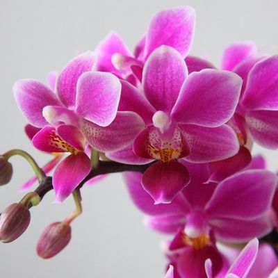 Nature - Plante - Fleurs - Boutons - Orchidées - Photographie - Wallpaper - Free