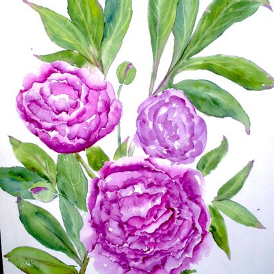 Fleurs de pivoine aquarelle