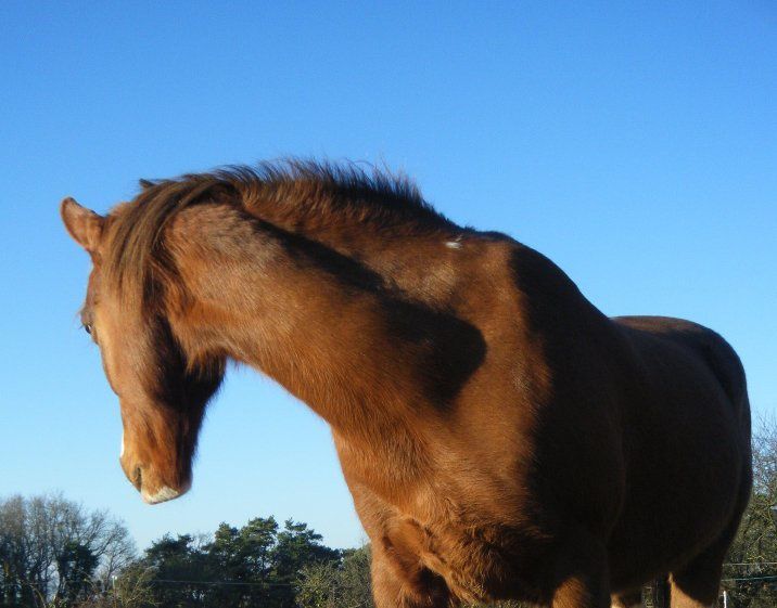 automne 2010 photos cheval au pré, chevaux dans la brume, cheval et chat, cheval au pré à l'automne, poulain, alimentation du cheval....