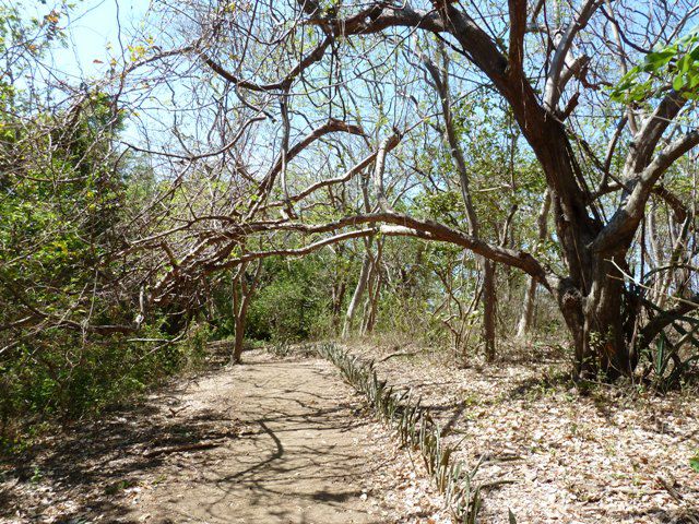 Une semaine sur l'île d'Ometepe du 15 au 22 avril 2011.
L'île d'Ometepe située sur le lac de Nicaragua est la plus grande île entourée d’eau douce du monde. Elle est constituée de deux volcans: Conception (1610m) et Maderas (1394m). Nous avon