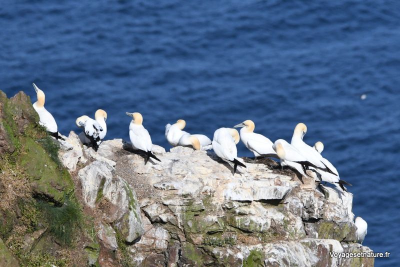 Oiseaux marins des côtes écossaises