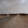 La désertification dans les steppes Algériennes