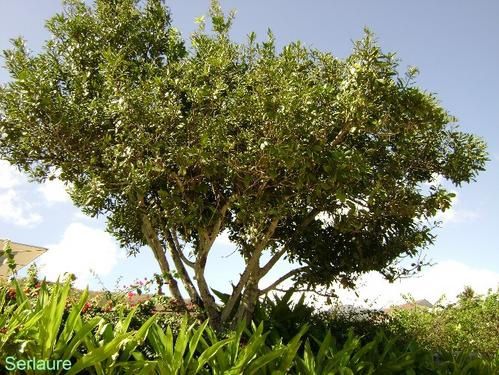 Tout un florilège de fleurs et de fruits de polynesie
Au fil des articles découvrez ou redécouvrez les merveilles que nous offre la nature
