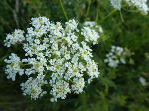 Marguerites... silènes et une ombellifère dont j'ai oublié le nom !