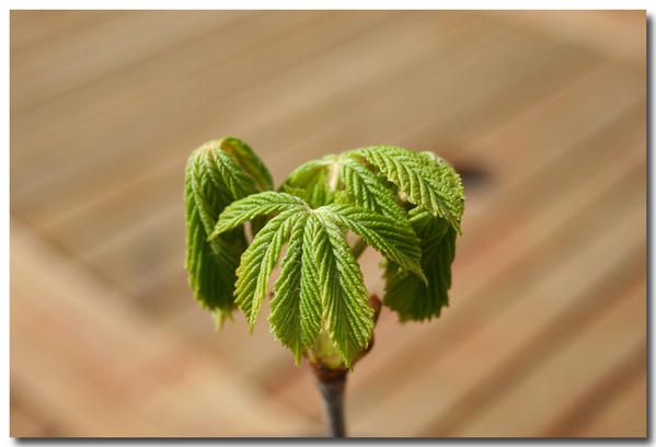 Album - fleurs-et-feuilles