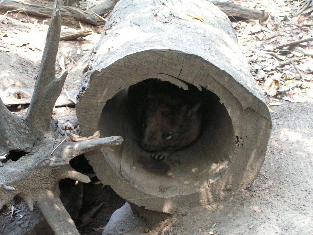 Album - Lone-Pine-Koala-Sanctuary