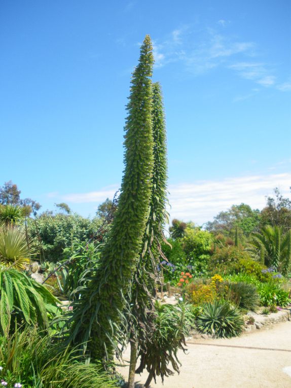 Album - LE-JARDIN-EXOTIQUE-DE-ROSCOFF