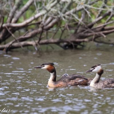 Marais de Suscinio 