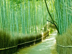 La superbe forêt de Bambous de Sagano, Japon