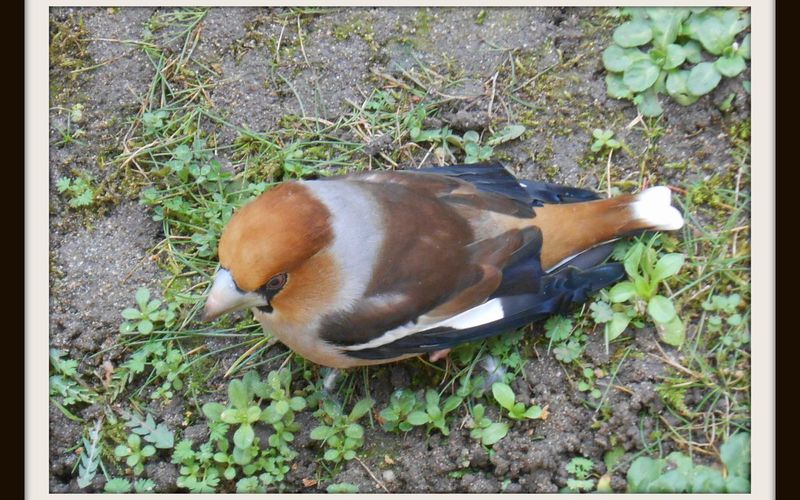 Un petit oiseau, un petit oiseau de toutes les couleurs.