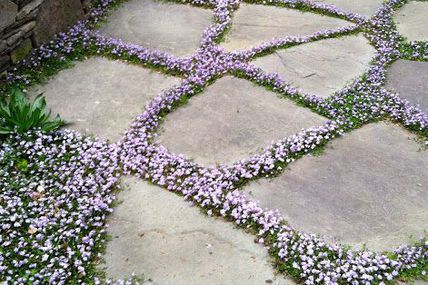 flowering ground cov