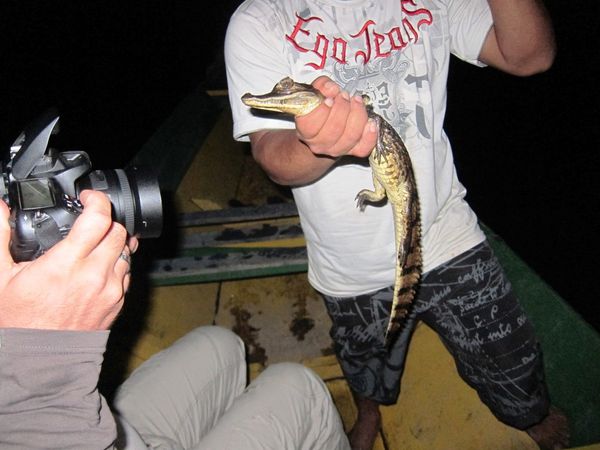 Notre lodge et son bar, OK je modifie notre campement. Sortie de nuit pour voir de plus prêt des caimans