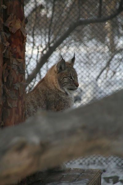 Album - Zoo de Novossibirsk