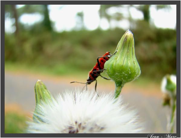 Album - macro---photo-animali-re