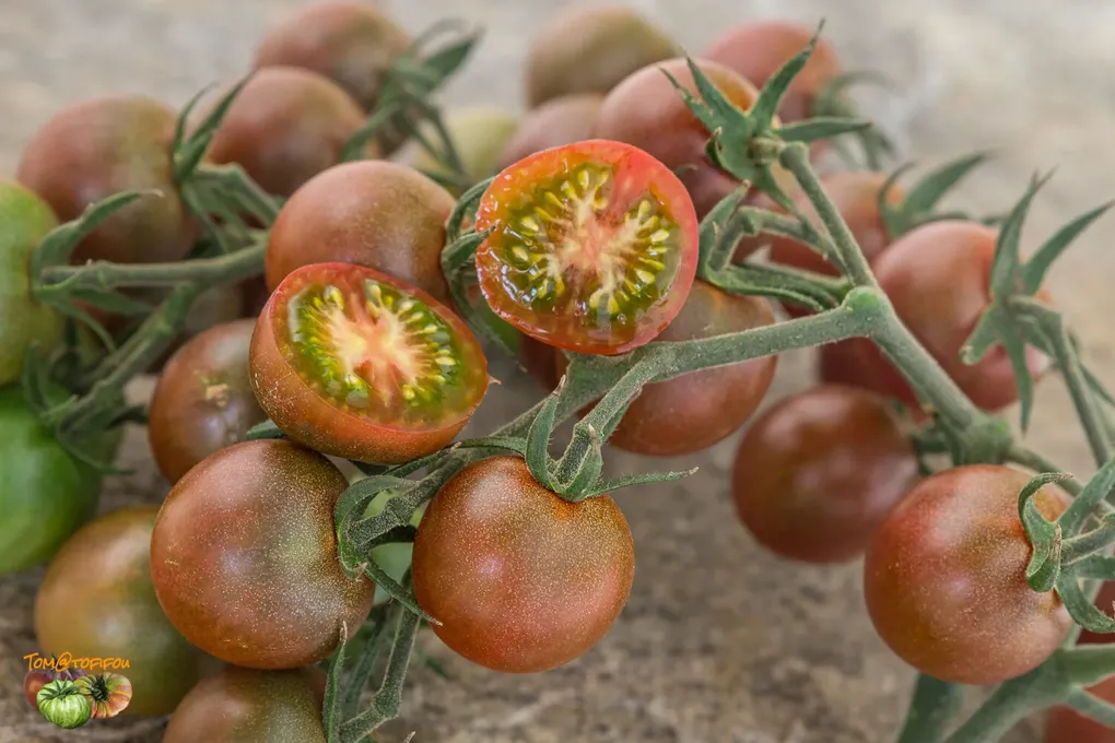 site Tomatofifou