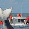 1000 choses à faire à Nosy Boraha : le safari baleines