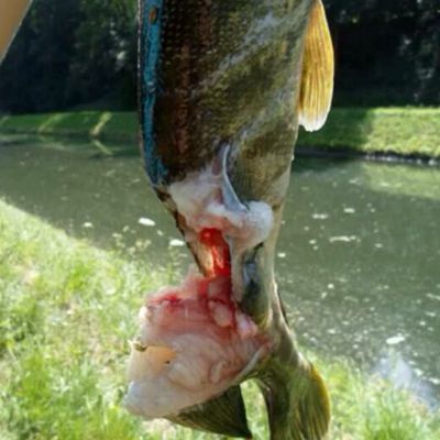 En ramenant mon brochet il a été attaqué par un autre brochet