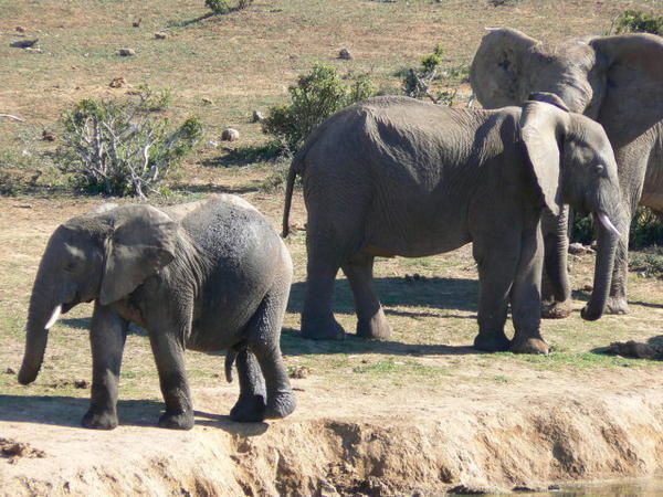 Et la deuxième partie de notre voyage en Afrique du Sud arrive enfin...