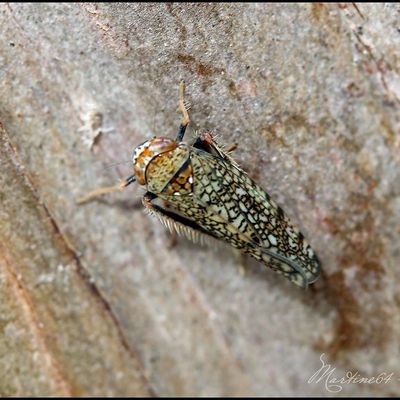 La cicadelle mosaïque