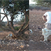 Projet de chèvrerie au Maroc