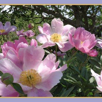 puis les pivoines s'envolent...