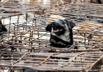Douze chiens sauvés de l’enfer thaïlandais vont être accueillis au refuge de la Mare Auzou, de la Fondation Brigitte-Bardot, à Saint-Aubin-le-Guichard