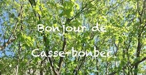 PLANTES : mes nouveaux "bébés" 