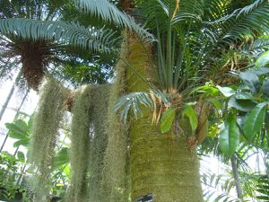 Cycas femelle