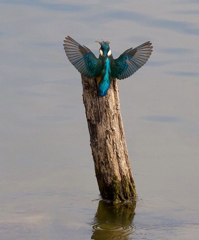 Oiseaux de la forêt de Fontainebleau et d'ailleurs