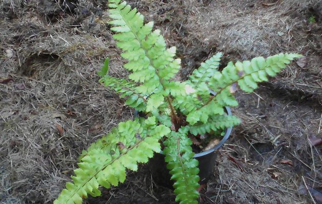 Polystichum polyblepharum 'Jade' 