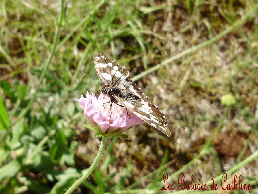 papillons