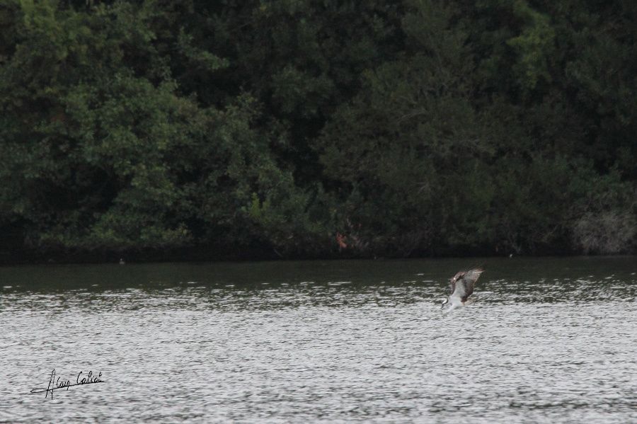 Balbuzard pécheur à Ondres et au marais d'Orx