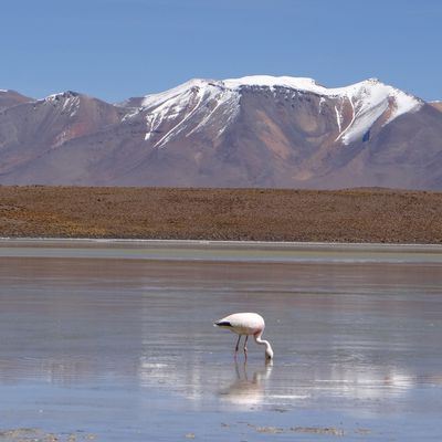 Bolivie - Sud Lipez