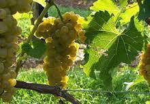 #Seyval Blanc Producers                    Australia Vineyards 