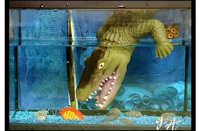 Un crocodile dans l'aquarium 